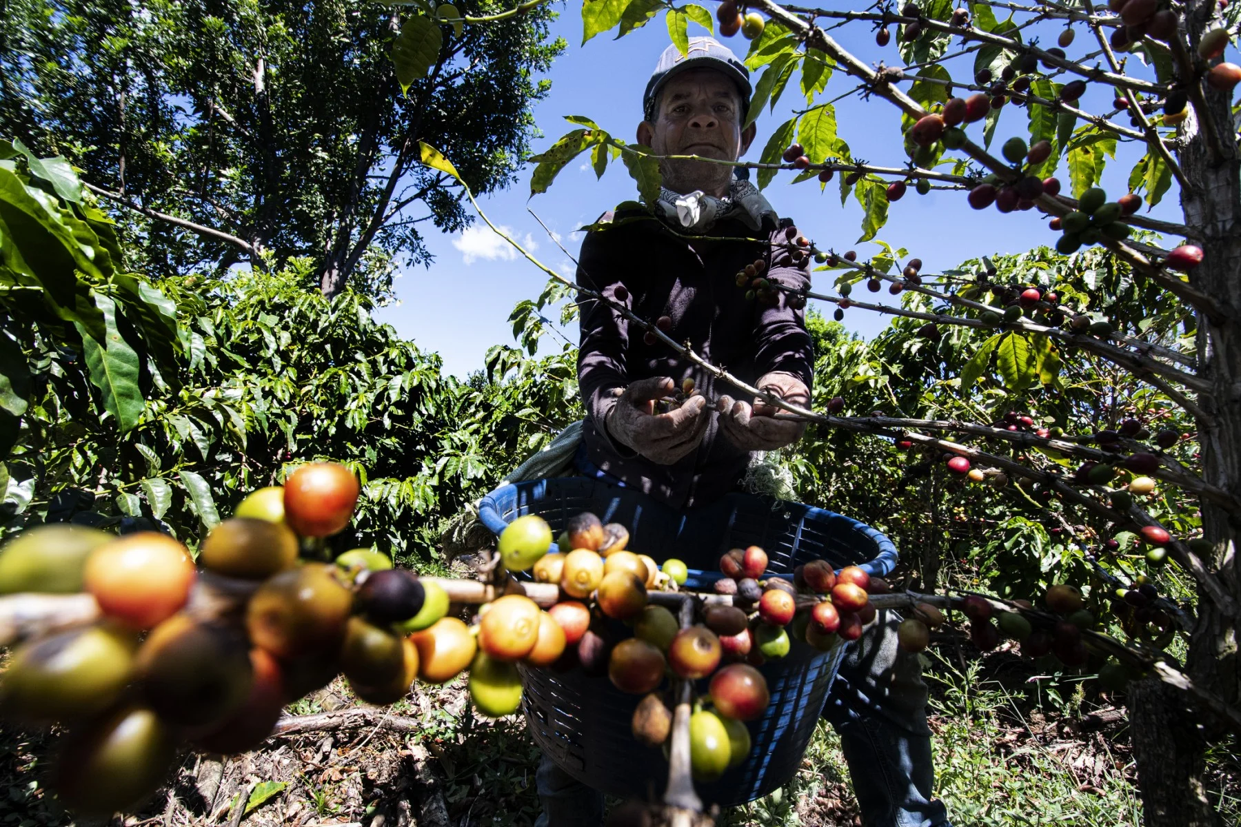 Trabajador agrícola recolecta café en Costa Rica.