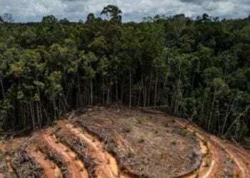 Centroamérica perdió un 17% de su área boscosa en 30 años