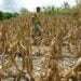 Honduras declara alerta amarilla en 85 municipios por sequía