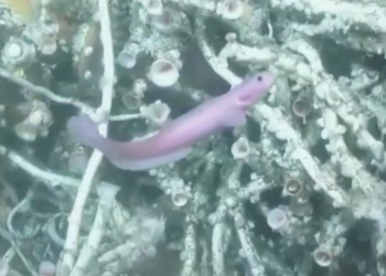 Investigadores de EEUU descubren una nueva especie de pez en Costa Rica