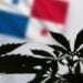 Evalúan en Panamá a potenciales distribuidores de cannabis medicinal