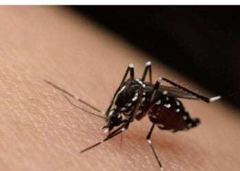 Honduras reporta 6,375 casos de dengue a la fecha