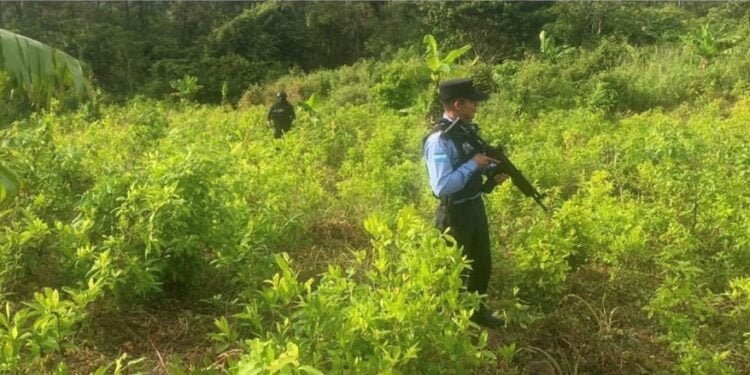 Policía hondureña descubre plantación de coca y un narcolaboratorio