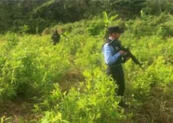 Policía hondureña descubre plantación de coca y un narcolaboratorio
