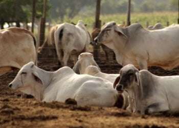 Centroamérica en alerta por gusano barrenador en Panamá y Costa Rica