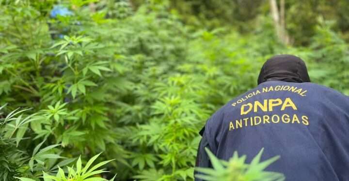 Autoridades destruyen 224 mil plantas de marihuana en Honduras