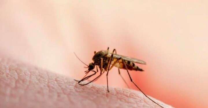 Panamá registra 6,459 casos de malaria en 2023