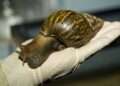 Alerta sanitaria en Nicaragua por presencia de caracol africano gigante