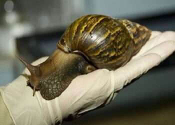 Alerta sanitaria en Nicaragua por presencia de caracol africano gigante