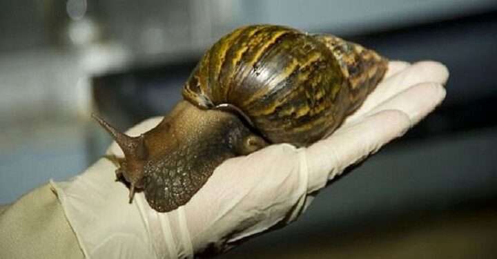 Alerta sanitaria en Nicaragua por presencia de caracol africano gigante