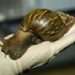 Alerta sanitaria en Nicaragua por presencia de caracol africano gigante