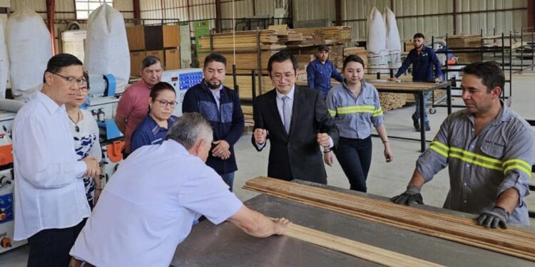 Guatemala desarrolla industria del bambú gracias a Taiwán