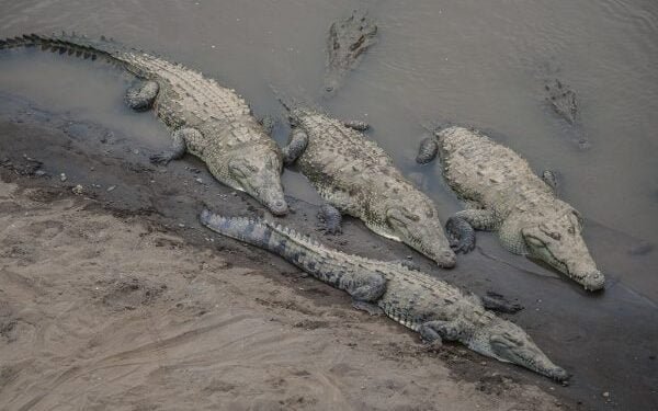 Tema de cocodrilos agita debate en Costa Rica: ¿cazarlos o protegerlos?