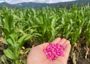 Taiwán ayuda a Guatemala con la producción de semilla de maíz más resistente