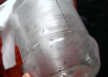 Médicos sin Fronteras ayuda a combatir el dengue en Honduras usando mosquitos