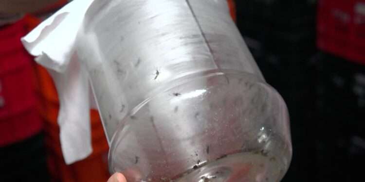 Médicos sin Fronteras ayuda a combatir el dengue en Honduras usando mosquitos