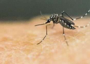 OPS emite alerta epidemiológica por el aumento de los casos de dengue en Centroamérica