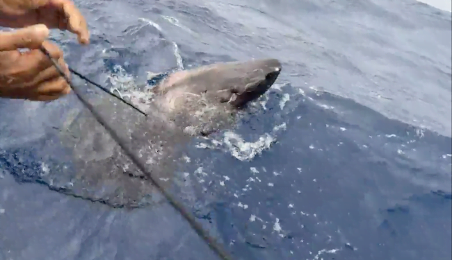 Un misterioso tiburón ártico que puede vivir hasta 500 años se perdió y terminó nadando en las aguas de Belice