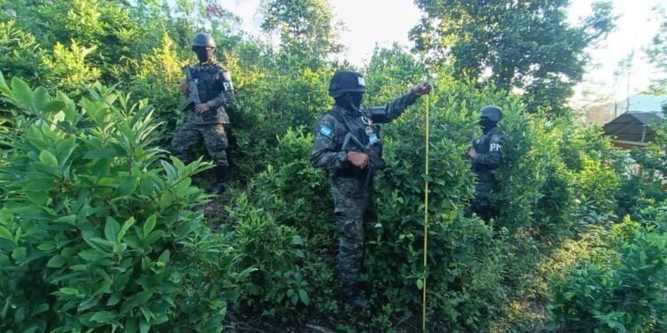 Honduras reporta la incautación de 6 millones de plantas de coca en este año