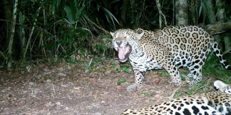 Investigadores de Virginia captan a los “gatos sagrados” de los mayas en Belice
