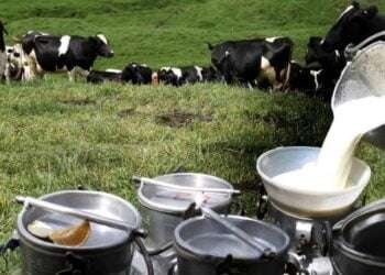 Producción láctea en crisis en Panamá debido al cambio climático y elevado costo de insumos
