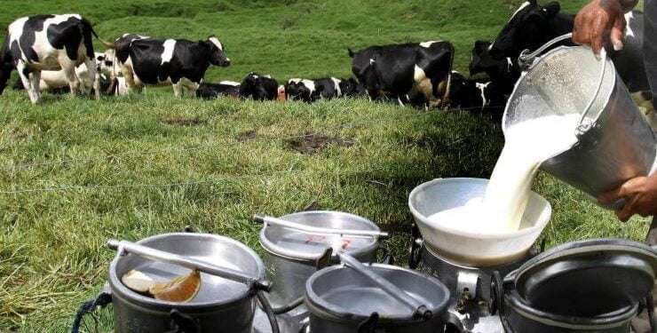 Producción láctea en crisis en Panamá debido al cambio climático y elevado costo de insumos