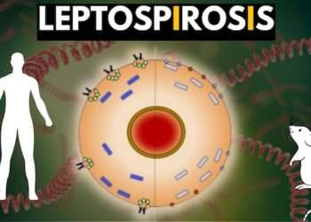 Honduras lanza alerta preventiva por leptospirosis