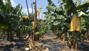 Especialistas de Taiwán ayudan a técnicos guatemaltecos a proteger los cultivos de bananos