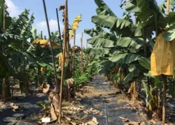 Especialistas de Taiwán ayudan a técnicos guatemaltecos a proteger los cultivos de bananos