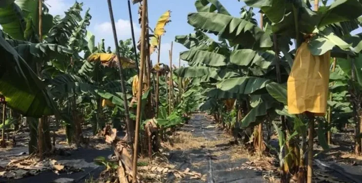 Especialistas de Taiwán ayudan a técnicos guatemaltecos a proteger los cultivos de bananos