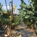 Especialistas de Taiwán ayudan a técnicos guatemaltecos a proteger los cultivos de bananos