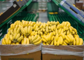 La industria de Costa Rica pide a Europa no bajar el precio del banano en 2024