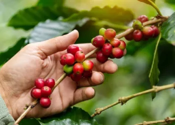 Dictadura de Nicaragua quiere redirigir exportación de café a China, Rusia e Irán