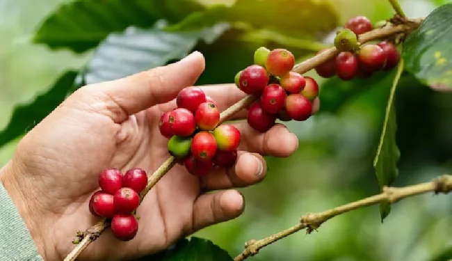 Dictadura de Nicaragua quiere redirigir exportación de café a China, Rusia e Irán