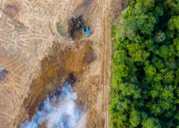 El narcotráfico también es un gran deforestador en Centroamérica