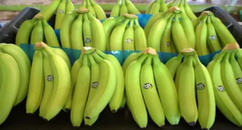 Los bananos fueron el principal producto agrícola centroamericano importado por EEUU