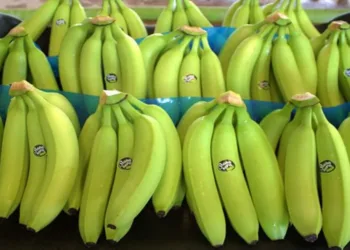 Los bananos fueron el principal producto agrícola centroamericano importado por EEUU