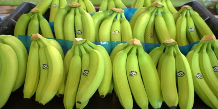 Los bananos fueron el principal producto agrícola centroamericano importado por EEUU