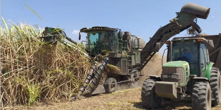Asociación de azucareros en Centroamérica reconocida por prevenir el trabajo infantil