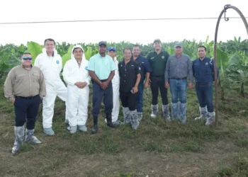 Especialistas de Taiwán ayudan a agricultores de banano de Belice, Guatemala y El Salvador a prevenir enfermedades