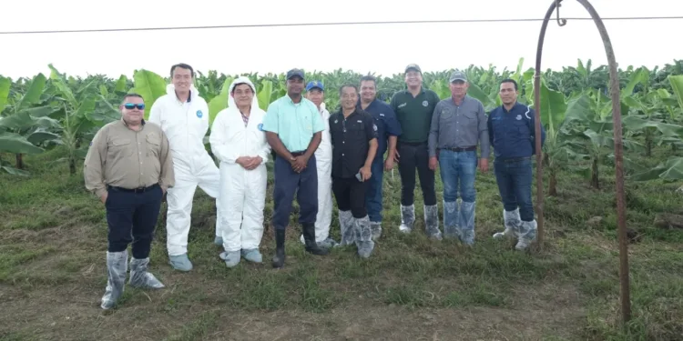 Especialistas de Taiwán ayudan a agricultores de banano de Belice, Guatemala y El Salvador a prevenir enfermedades