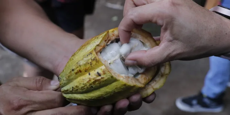 Guatemala se une a la Red Mundial de Destinos Turísticos del Cacao