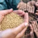 Programa Mundial de Alimentos requiere $32 millones para atender la emergencia en Guatemala y El Salvador