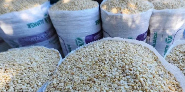 Honduras registra una producción récord de maíz en 2023