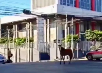 Caballo perdido paraliza tráfico en hora pico en San Salvador y es atrapado horas después