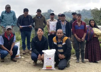 Guatemala produce semilla mejorada de maíz con apoyo de Taiwán