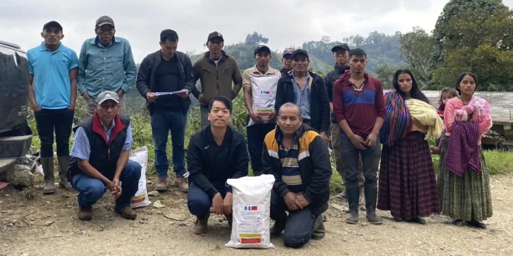 Guatemala produce semilla mejorada de maíz con apoyo de Taiwán