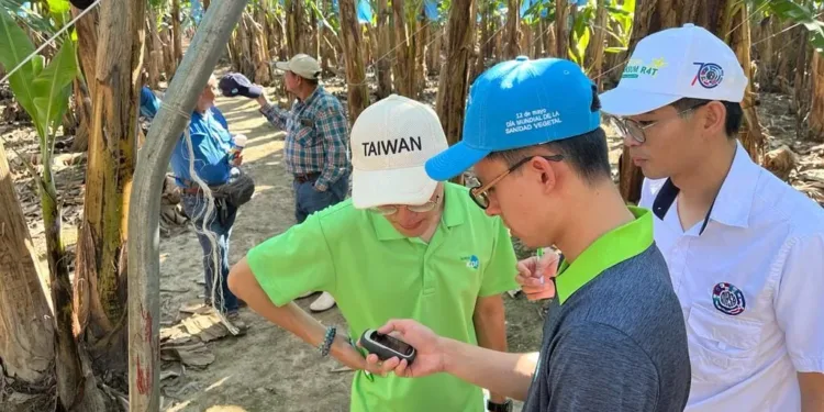 Misión Técnica de Taiwán usa monitoreos satelitales para mejorar las plantaciones de bananos en Guatemala