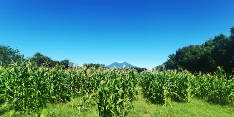 La producción de granos básicos en El Salvador de 2023 es la más baja en siete años