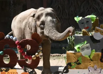 Con pastel y cantos, elefanta Trompita celebra 63 años en Guatemala